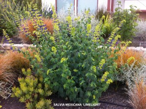 Salvia mexicana 'Limelight' - blooming